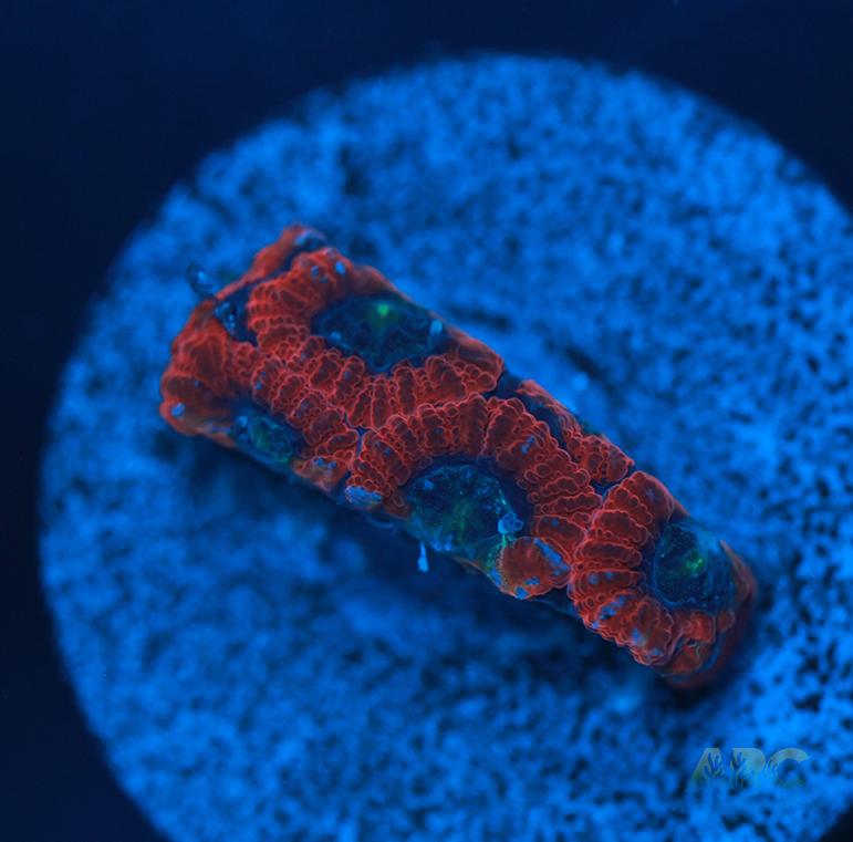 ARC Red Ring Micro