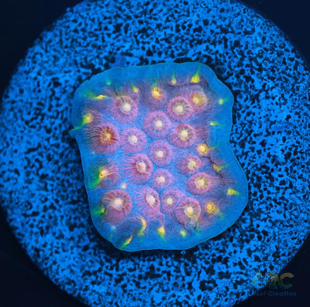 ARC Halley's Comet Plating Cyphastrea