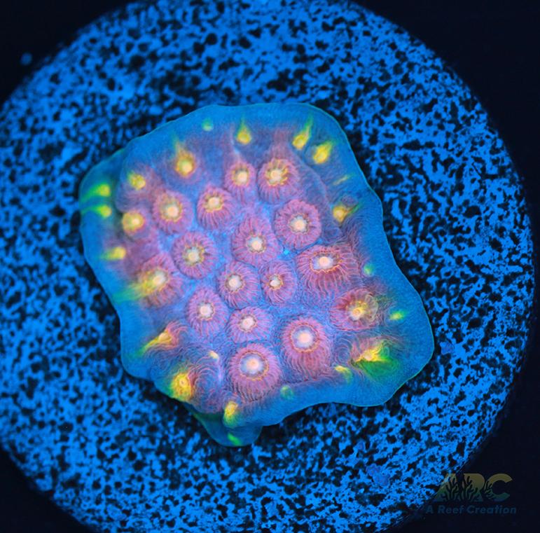 ARC Halley's Comet Plating Cyphastrea