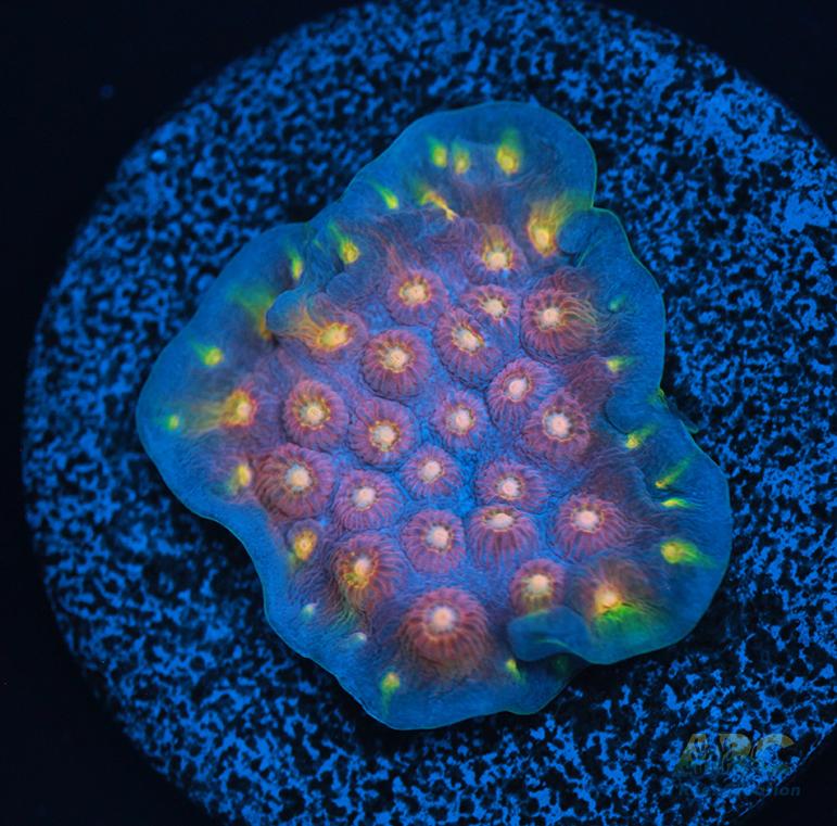 ARC Halley's Comet Plating Cyphastrea