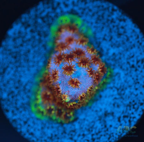 WWC Skittles Bomb Cyphastrea