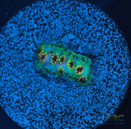 WWC Skittles Bomb Cyphastrea