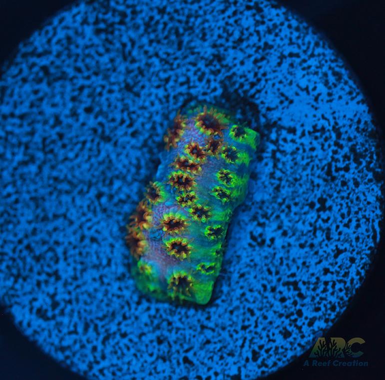 WWC Skittles Bomb Cyphastrea