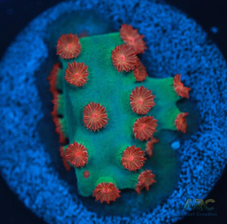 Meteor Shower Cyphastrea