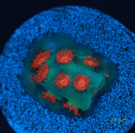 Meteor Shower Cyphastrea