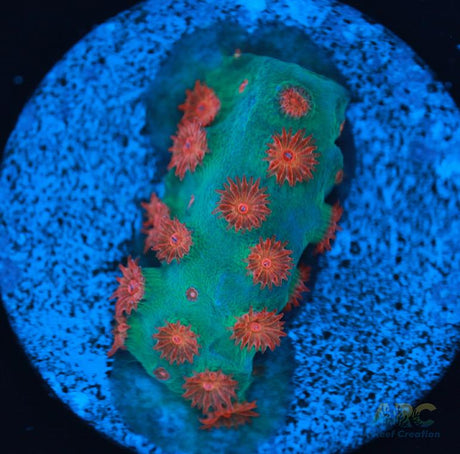 Meteor Shower Cyphastrea