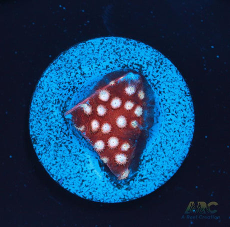 Peppermint Cyphastrea