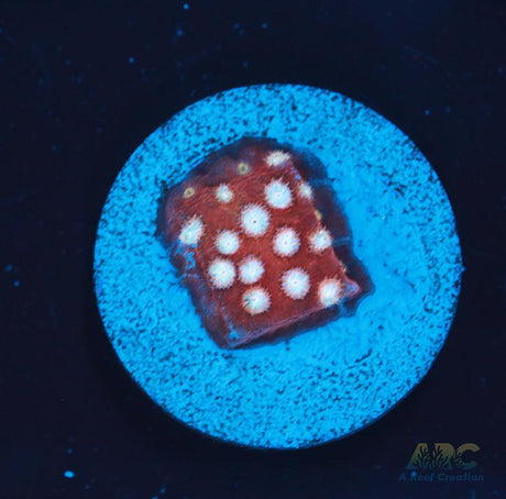 Peppermint Cyphastrea