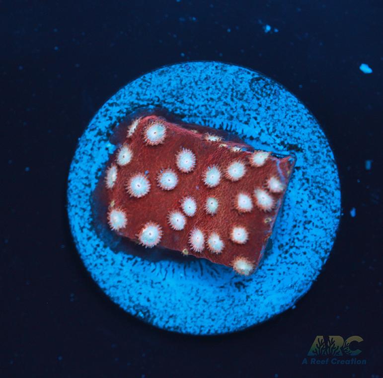 Peppermint Cyphastrea