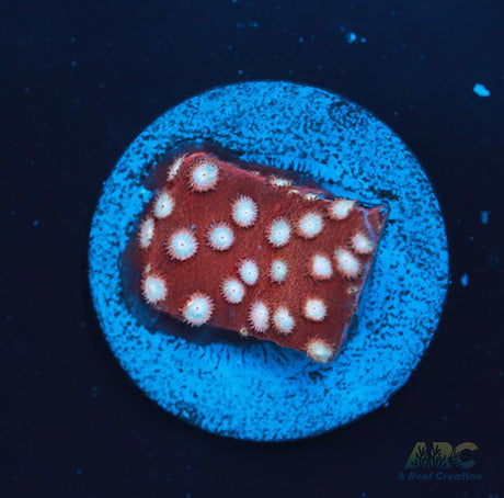Peppermint Cyphastrea