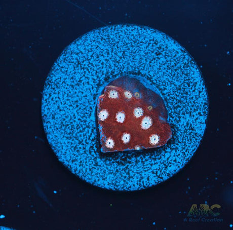 Peppermint Cyphastrea