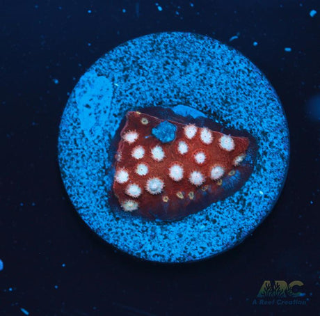Peppermint Cyphastrea
