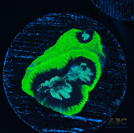ARC Neon Platy