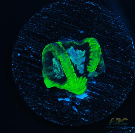 ARC Neon Platy