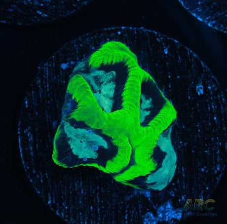 ARC Neon Platy