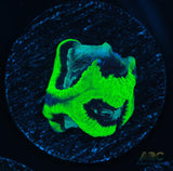 ARC Neon Platy