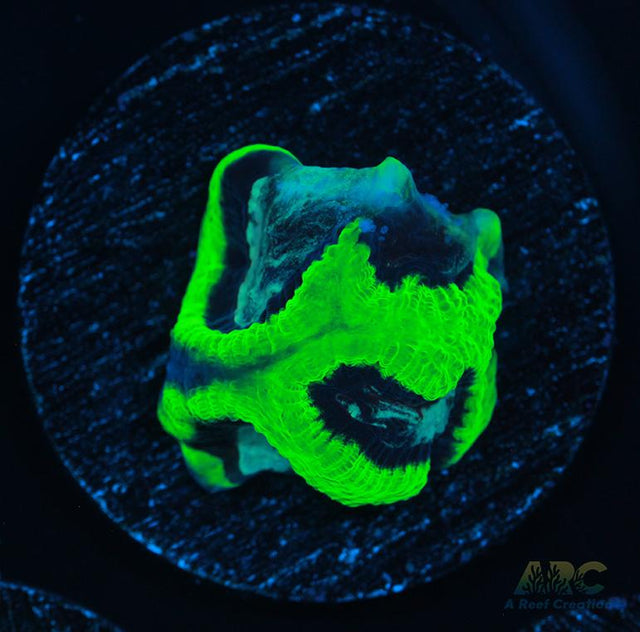 ARC Neon Platy