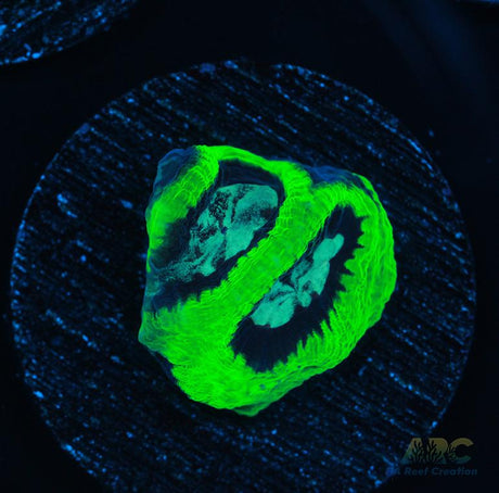 ARC Neon Platy