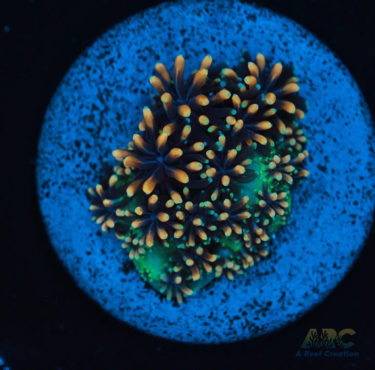 ARC Gold Galaxea