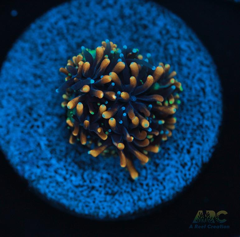 ARC Gold Galaxea