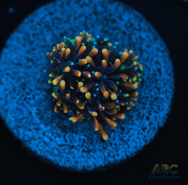 ARC Gold Galaxea