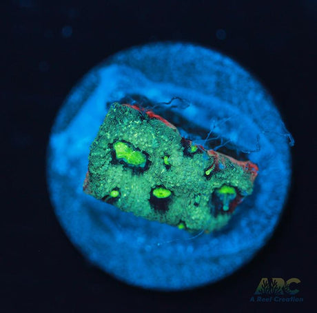 ARC Pastel War Coral