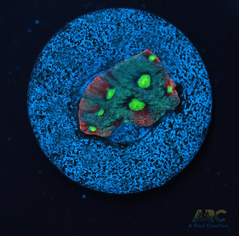 ARC Pastel War Coral