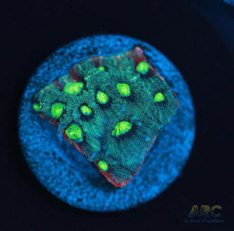 ARC Pastel War Coral