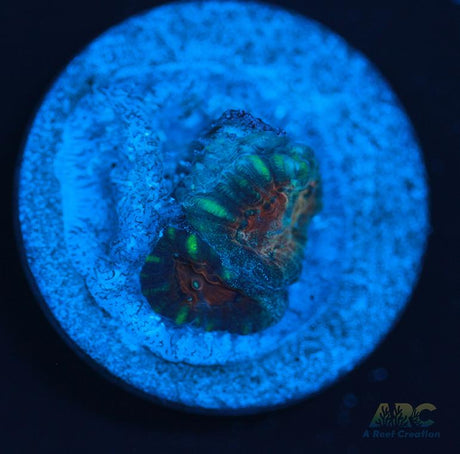 ARC Superman Favia