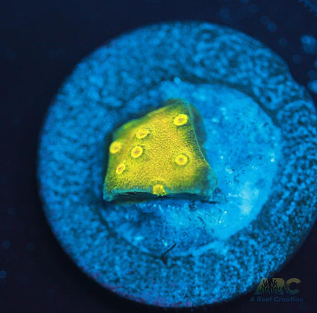 Neon Cyphastrea