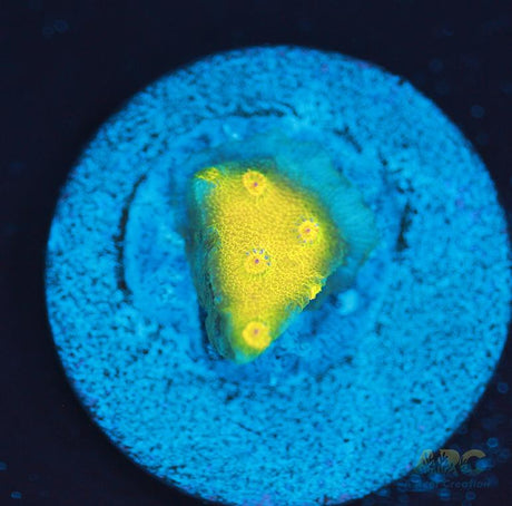 Neon Cyphastrea