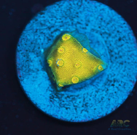 Neon Cyphastrea