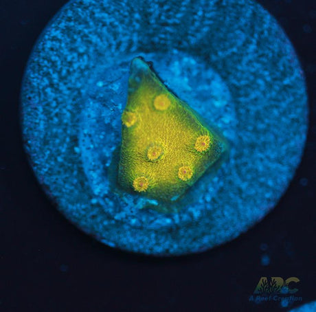 Neon Cyphastrea