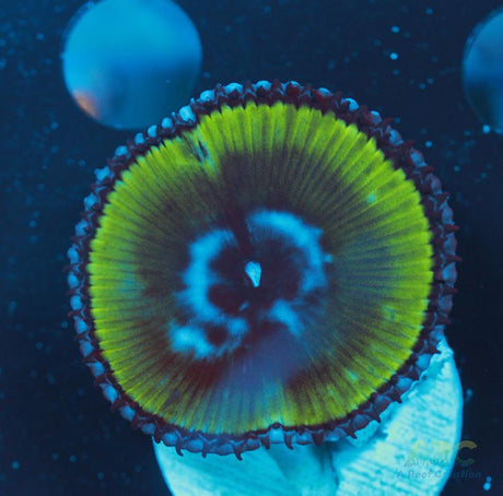 Palythoa grandis