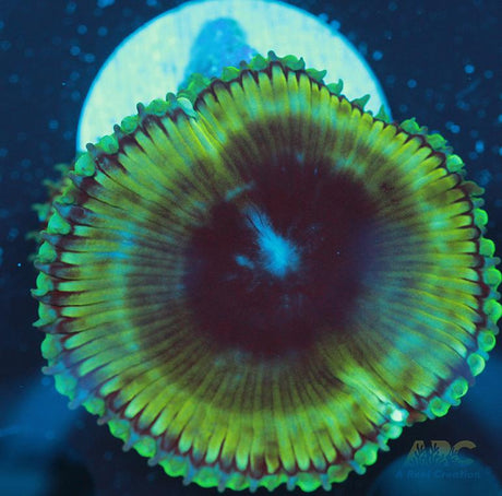 Palythoa grandis