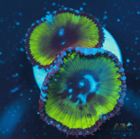 Palythoa grandis