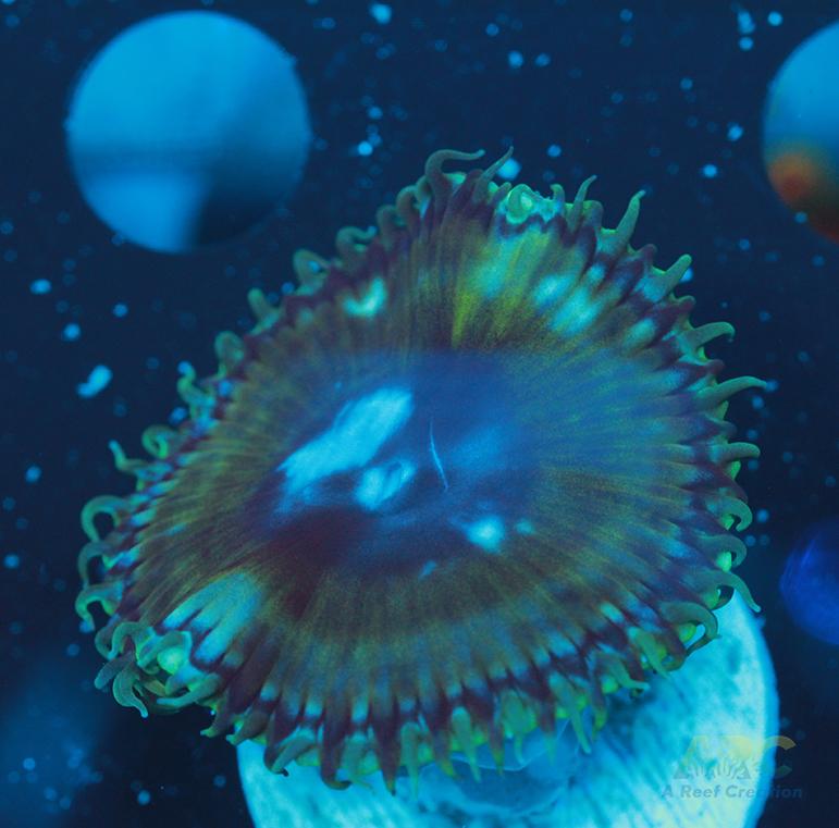 Palythoa grandis