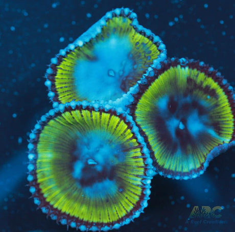 Palythoa grandis