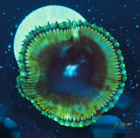 Palythoa grandis