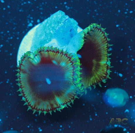 Palythoa grandis