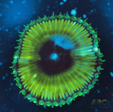 Palythoa grandis