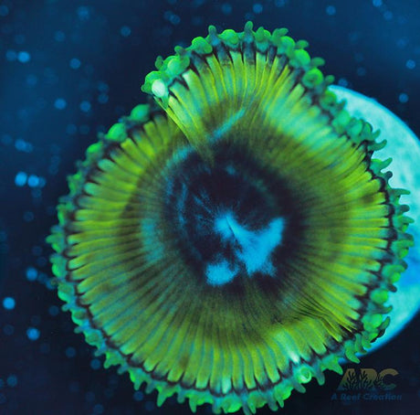 Palythoa grandis