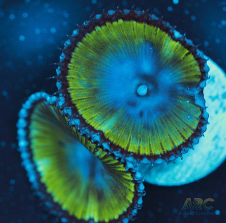 Palythoa grandis