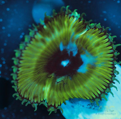 Palythoa grandis