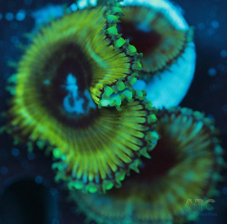 Palythoa grandis