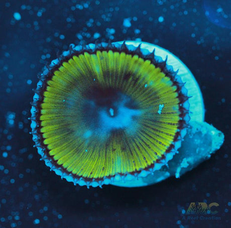 Palythoa grandis