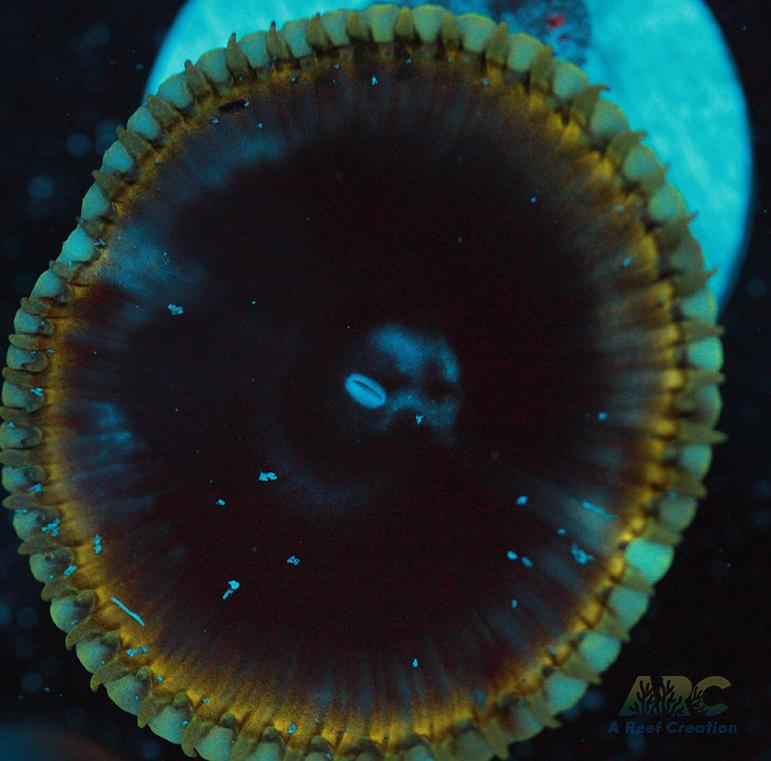 Palythoa grandis