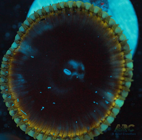 Palythoa grandis