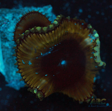 Palythoa grandis