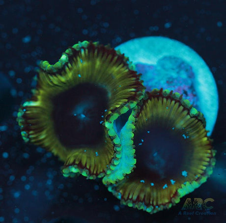 Palythoa grandis